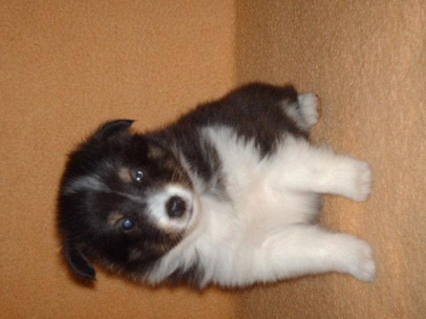 Holly