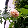 W moim ogrodzie. Porcelanowy kwiat rozy pnacej roztacza owocowy zapach. #MÓJOGRÓD #MojeRosliny #przyroda #kwiaty #ogrod #PieknoPrzyrody #roza