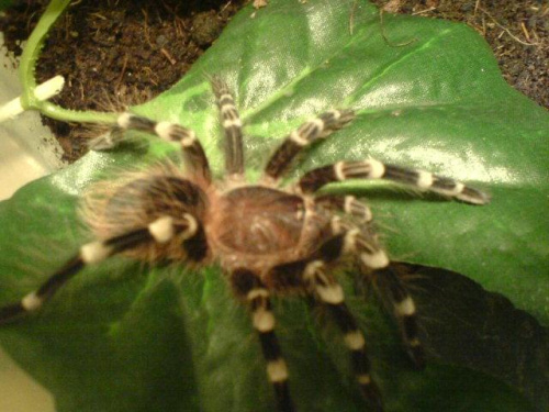 A.geniculata L8