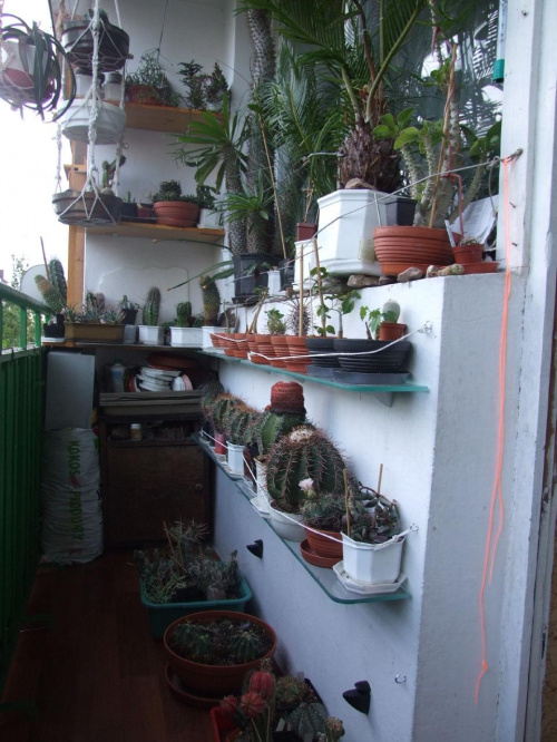 Mój balkonik... #przyroda #kaktusy #hobby