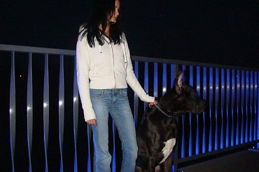 #DogNiemiecki #nazir #villain #poznan