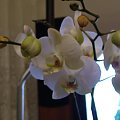 phalaenopsis #storczyki