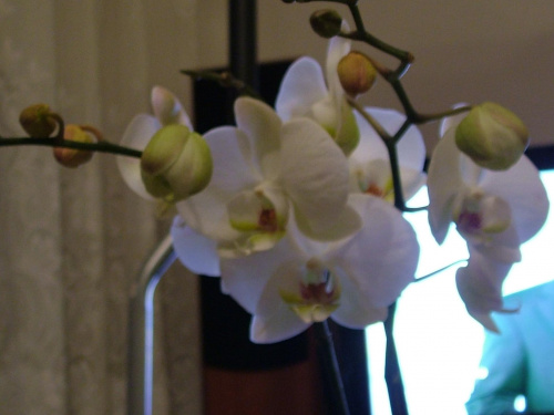 phalaenopsis #storczyki