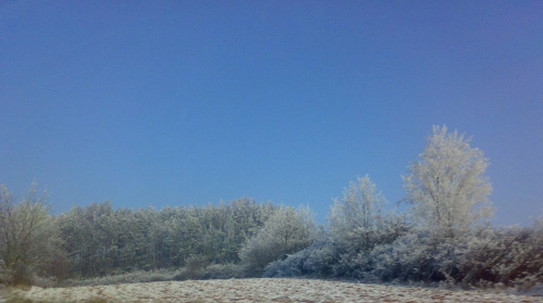 zima 2007/2008 #zima #widoki #drzewa