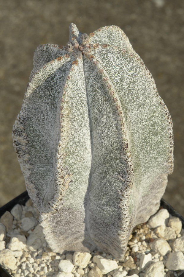 Astrophytum myriostigma var. columnare