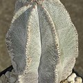 Astrophytum myriostigma var. columnare