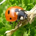 Biedronka siedmiokropka - Coccinella septempunctata . Data : 08.03.2008. Miejsce : ogródek . Miejscowość : Piaski Wielkopolskie .