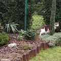 2008.03.03 Koty w ogrodzie, krokusy