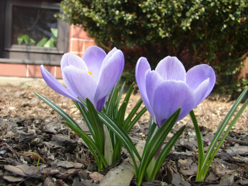 Wiosna zawitała do mojego ogródka :D #ogród #kwiaty #krokusy #wiosna