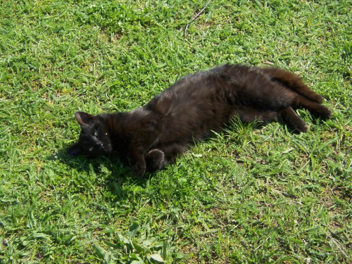 Kiciuś na trawie. #kot #CzarnyKot #zwierze #ssak #cat #kiciuś