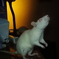 rats do adopcji