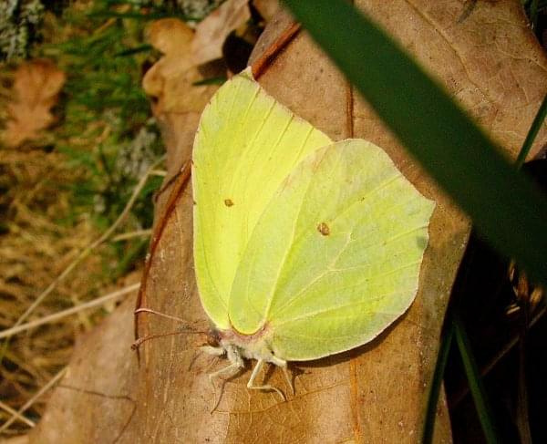 piękne skrzydła.. #motyl #owady #wiosna #natura #łąka #przyroda