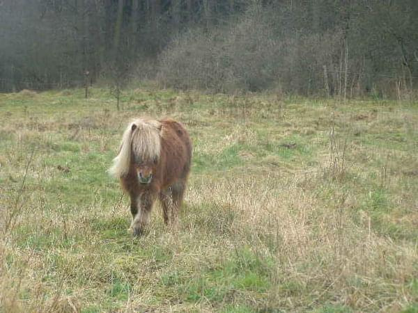 Moryń