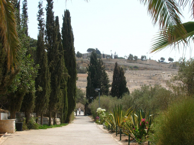 Getsemani #Izrael #Jeruzalem #OgródOliwny
