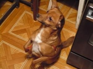 ruda