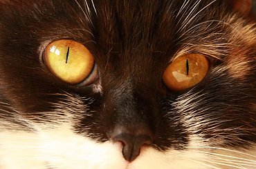 #koty #zwierzęta #oczy