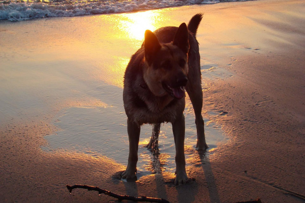 wschód słońca kąpiel czworonoga po raz 2:) #pies #czworonóg #morze #wschód #słóńce #woda #zabawa