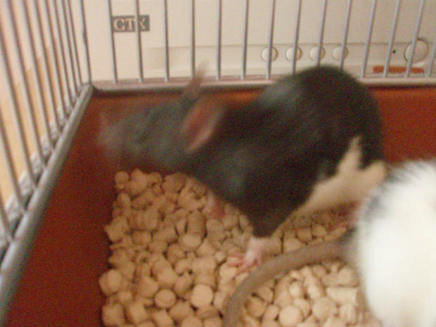 Moje dwie szczurki - Fufcia i Dziuba Część 2 #ZwierzetaSzczury