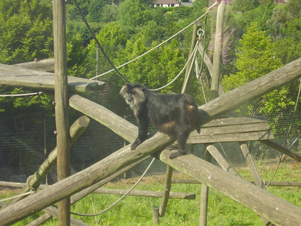 zoo w Belfascie