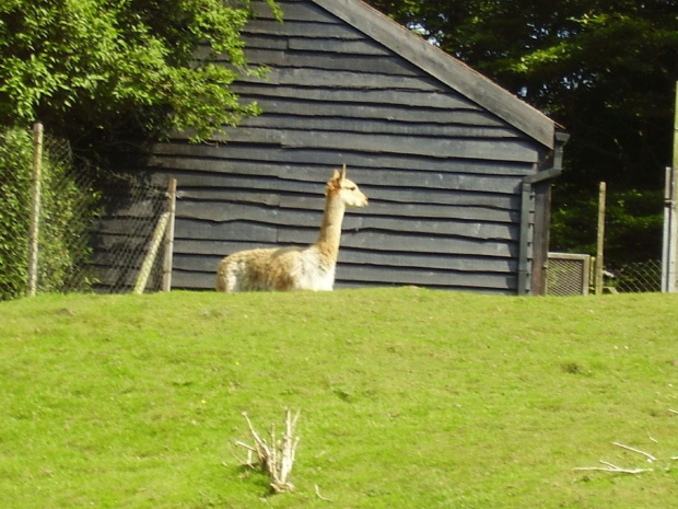 zoo w Belfaście