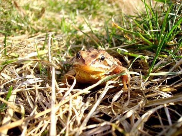 żaba się wita... #żaba #natura #przyroda #płazy #wiosna