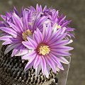 Turbinicarpus pseudopectinatus