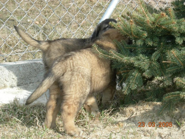 #psy #pies #Leonberger