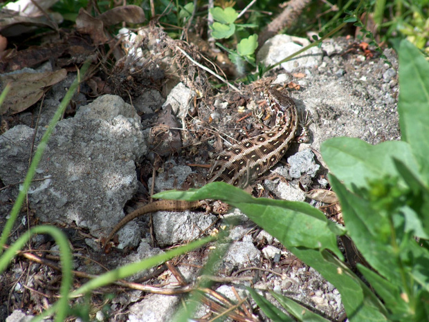 jaszczurka zwinka #natura #przyroda #zwierzęta #gady #jaszczurki #zwinka