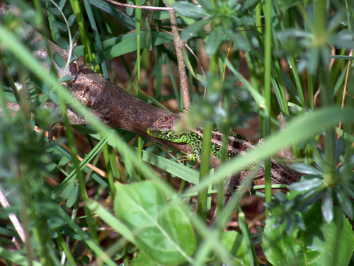 jaszczurka zwinka #natura #przyroda #zwierzęta #gady #jaszczurki #zwinka