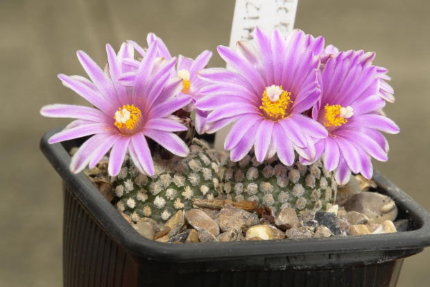 Turbinicarpus valdezianus