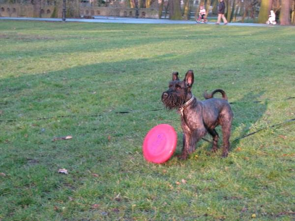 frisbee #pies