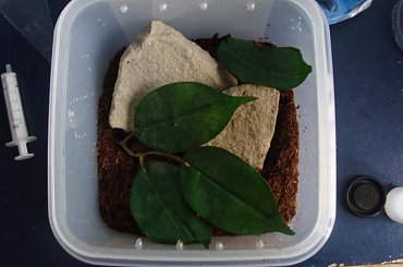 keyserlingi #SkorpionKeyserlingi