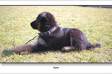 Mój nowy przyjaciel - Sigma #Zwierzęta #pies #owczarek #przyjaciel #Sigma