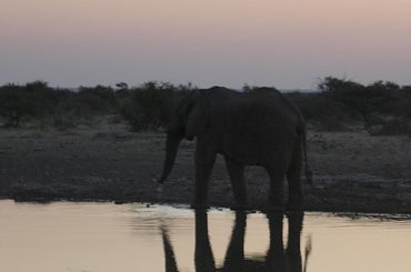 Slon o zachodzie #BotswanaAfryka #rzeka #slon #cien #ZachodSlonca #DeltaOkavango