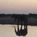 Slon o zachodzie #BotswanaAfryka #rzeka #slon #cien #ZachodSlonca #DeltaOkavango