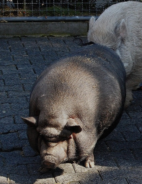 cd. ZOO w Königstein.