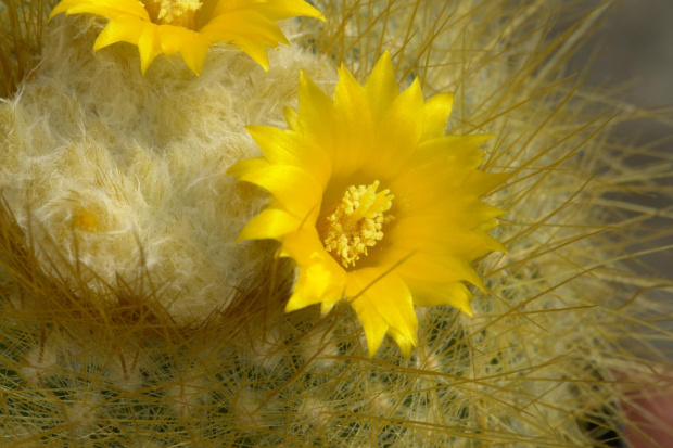 Parodia chrysacantion