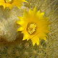 Parodia chrysacantion