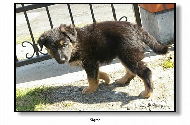 Mój nowy przyjaciel - Sigma #Zwierzęta #pies #owczarek #przyjaciel #Sigma