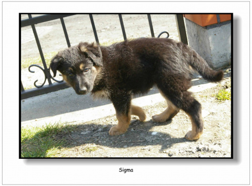 Mój nowy przyjaciel - Sigma #Zwierzęta #pies #owczarek #przyjaciel #Sigma