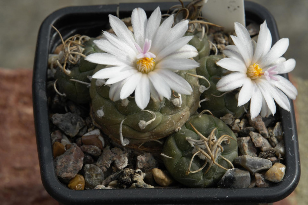 TURBINICARPUS KLINKERIANUS