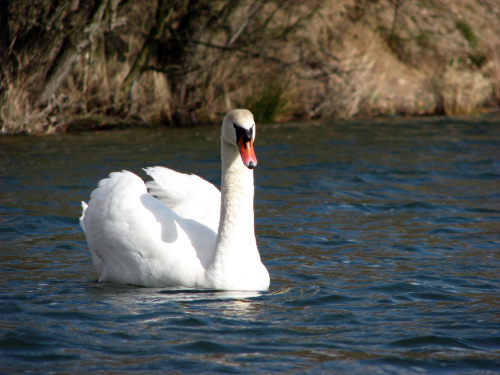 łabędź niemy ptak królewski #przyroda #natura #zwierzęta #ptaki #krajobraz #jezioro #góry #NadWodą #woda #wiosna