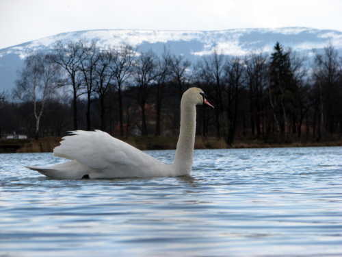 łabędź niemy ptak królewski #przyroda #natura #zwierzęta #ptaki #krajobraz #jezioro #góry #NadWodą #woda #wiosna