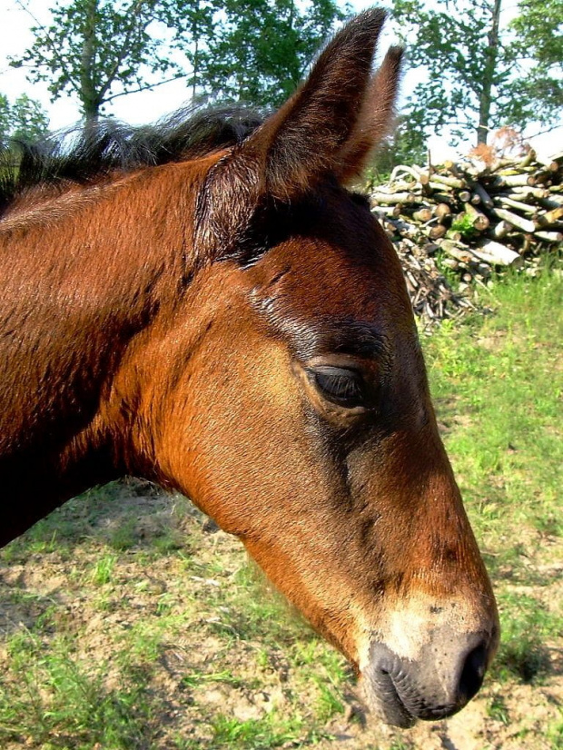portrecik :) #koń #konie #źrebak #źrebię