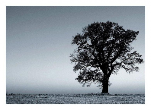 Such a lonely...trees.... #drzewo #drzewa #frieda #Przemyśl