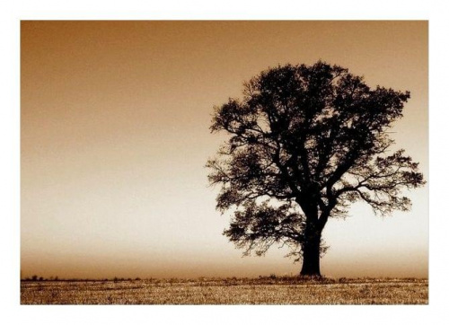 Such a lonely...trees.... #drzewo #drzewa #frieda #Przemyśl