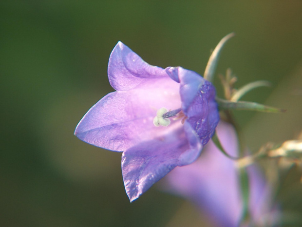 Dzwonek alpejski (Campanula alpina) Zdjęcie zrobione w górach - grudzień 2006 #przyroda #natura #botanika #kwiaty #rośliny #MakroFotografia #makro #niebo