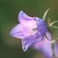 Dzwonek alpejski (Campanula alpina) Zdjęcie zrobione w górach - grudzień 2006 #przyroda #natura #botanika #kwiaty #rośliny #MakroFotografia #makro #niebo