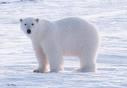 Ach jakten miś polarny wytrzymuje taki zimnom ?? bo ma grubom warstwe skury