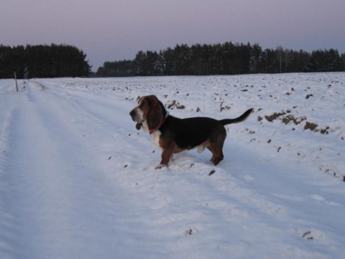 #Basset #BassetHound #Ostrołęka #Boogie #pies